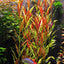 Florida 10 Species Live Aquarium Plants Bundle Aqua Leaf Aquatics