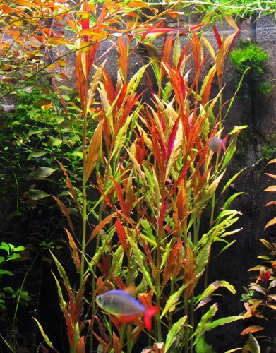 Florida 10 Species Live Aquarium Plants Bundle Aqua Leaf Aquatics