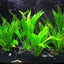 Amazon Sword – Echinodorus Bleheri – Easy Aquatic Plant Aqua Leaf Aquatics