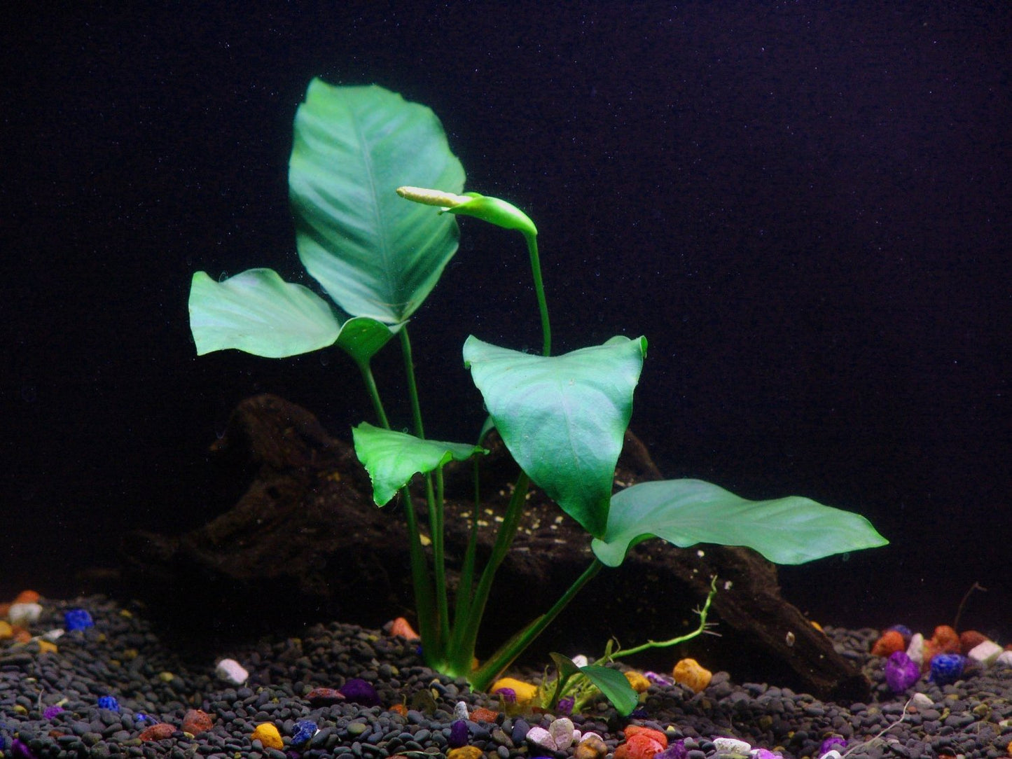 Florida 10 Species Live Aquarium Plants Bundle Aqua Leaf Aquatics