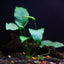 Anubias Barteri – Easy Midground Plant Aqua Leaf Aquatics