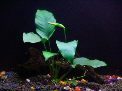 Anubias Barteri – Easy Midground Plant Aqua Leaf Aquatics