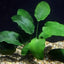 Anubias Barteri – Easy Midground Plant Aqua Leaf Aquatics