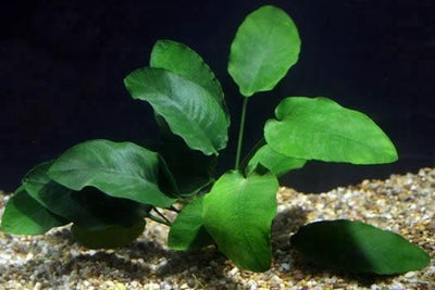Anubias Barteri – Easy Midground Plant Aqua Leaf Aquatics