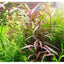Florida 10 Species Live Aquarium Plants Bundle Aqua Leaf Aquatics