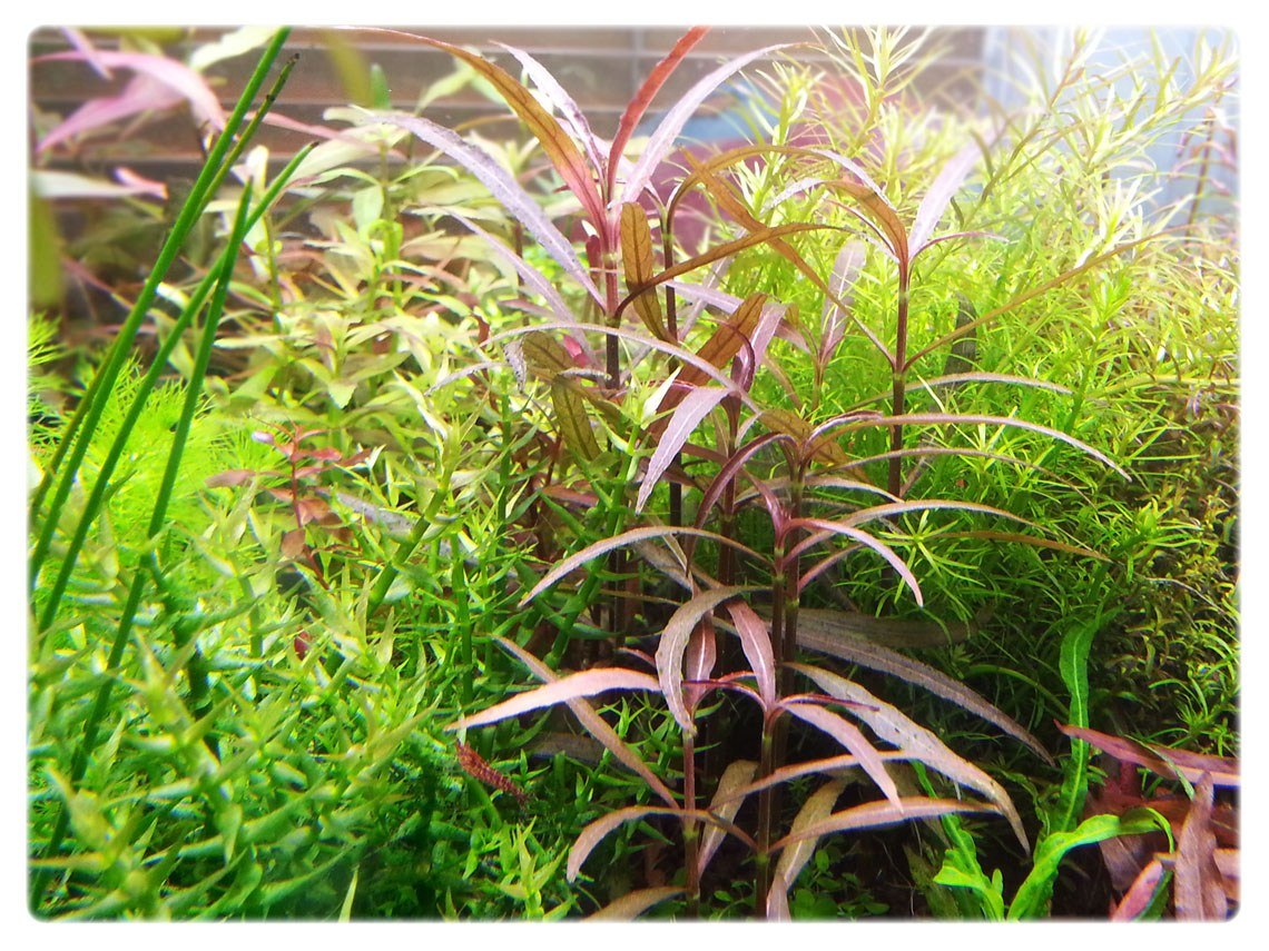 Florida 10 Species Live Aquarium Plants Bundle Aqua Leaf Aquatics