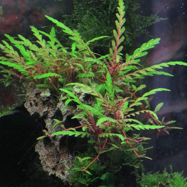 Florida 10 Species Live Aquarium Plants Bundle Aqua Leaf Aquatics
