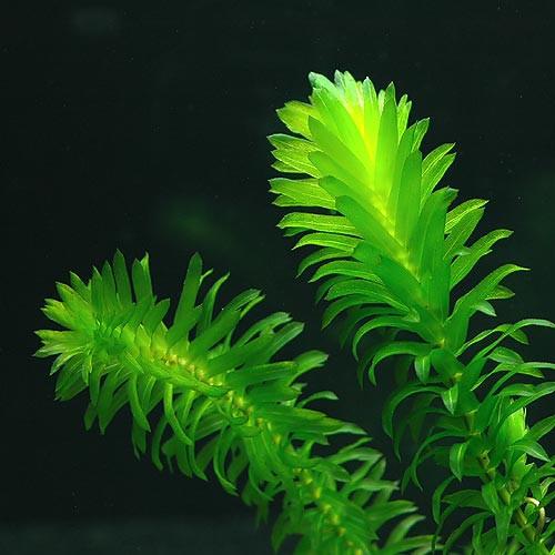 Anacharis Bunch – 5-7 Stems – Easy Aquatic Plant Aqua Leaf Aquatics