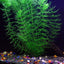 8 Species Aquarium Plants Bundle – Anacharis, Hornwort, Amazon Sword, Moneywort, Ludwigia and Cryptocoryne Aqua Leaf Aquatics