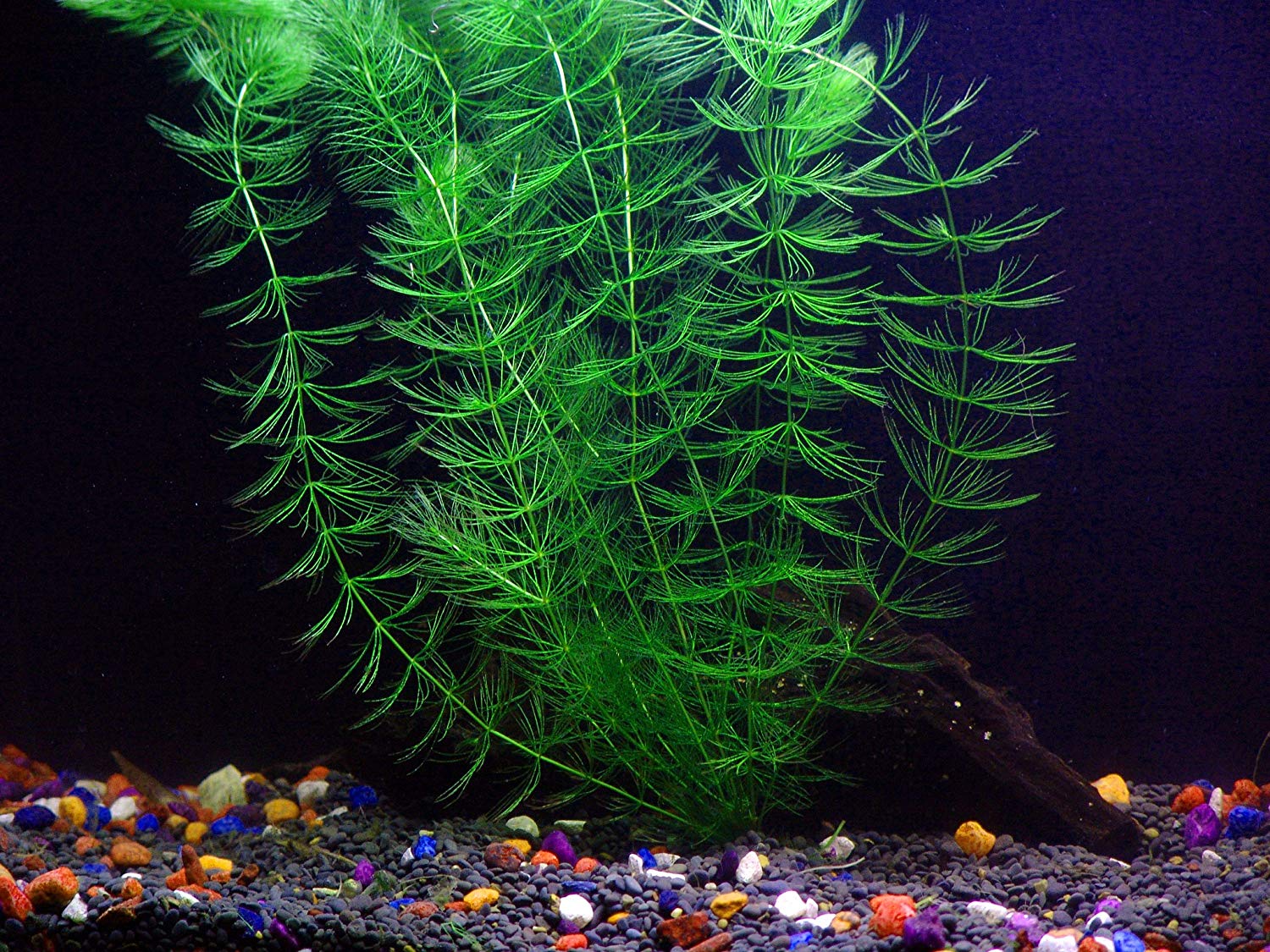 8 Species Aquarium Plants Bundle – Anacharis, Hornwort, Amazon Sword, Moneywort, Ludwigia and Cryptocoryne Aqua Leaf Aquatics
