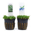 Dwarf Baby Tears in 2? Pot – Foreground Plant Aqua Leaf Aquatics