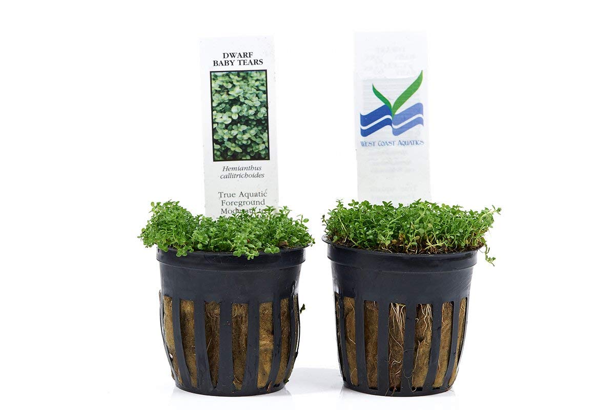 Dwarf Baby Tears in 2? Pot – Foreground Plant Aqua Leaf Aquatics