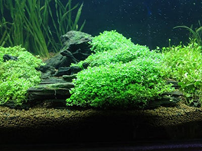 Dwarf Baby Tears in 2? Pot – Foreground Plant Aqua Leaf Aquatics
