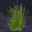 Dwarf Hairgrass in 2" Pot – Easy Foreground Aquarium Plant Aqua Leaf Aquatics