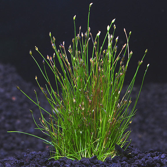 Dwarf Hairgrass in 2" Pot – Easy Foreground Aquarium Plant Aqua Leaf Aquatics