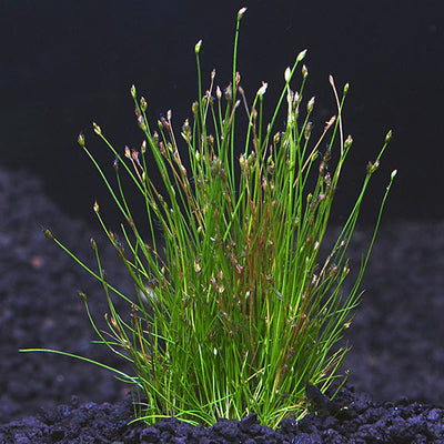 Dwarf Hairgrass in 2" Pot – Easy Foreground Aquarium Plant Aqua Leaf Aquatics