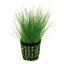 Dwarf Hairgrass in 2" Pot – Easy Foreground Aquarium Plant Aqua Leaf Aquatics