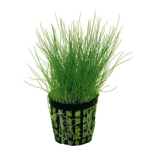 Dwarf Hairgrass in 2" Pot – Easy Foreground Aquarium Plant Aqua Leaf Aquatics
