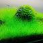 Dwarf Hairgrass in 2" Pot – Easy Foreground Aquarium Plant Aqua Leaf Aquatics