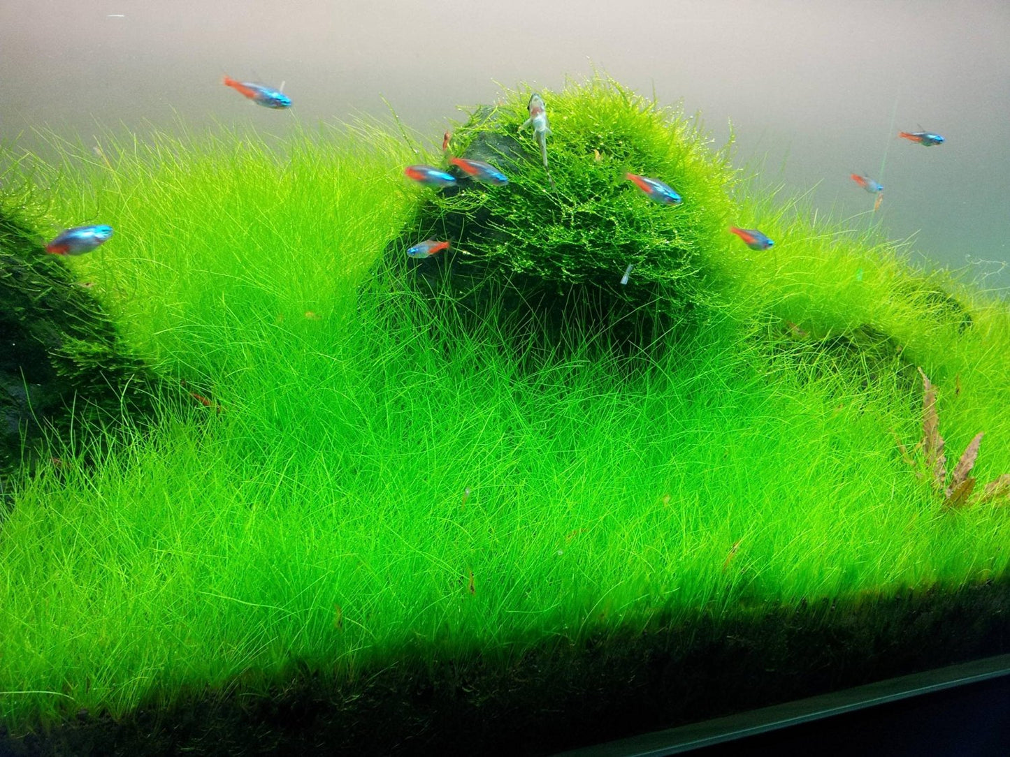 Dwarf Hairgrass in 2" Pot – Easy Foreground Aquarium Plant Aqua Leaf Aquatics