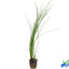 Giant Hairgrass – Easy Aquarium Plant for Backgrounds Aqua Leaf Aquatics