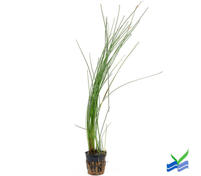 Giant Hairgrass – Easy Aquarium Plant for Backgrounds Aqua Leaf Aquatics