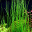Giant Hairgrass – Easy Aquarium Plant for Backgrounds Aqua Leaf Aquatics