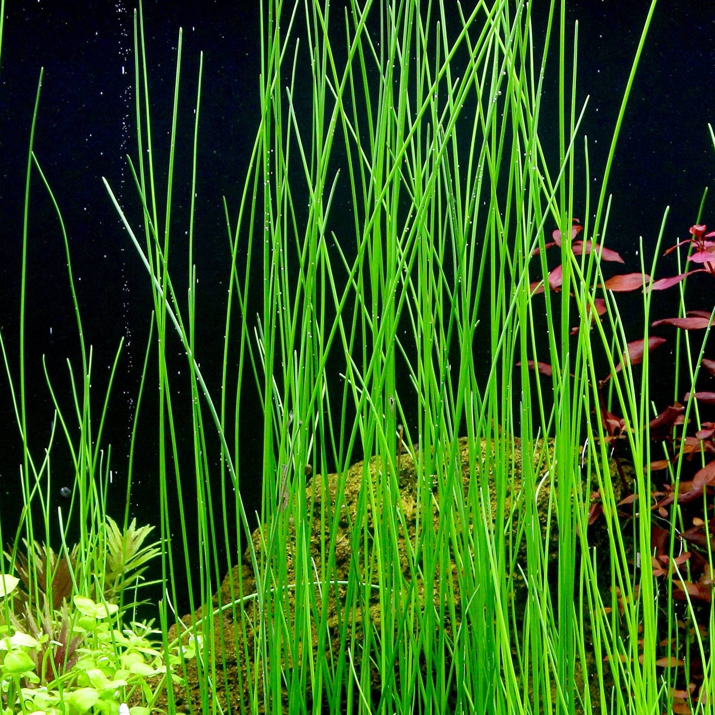 Giant Hairgrass – Easy Aquarium Plant for Backgrounds Aqua Leaf Aquatics