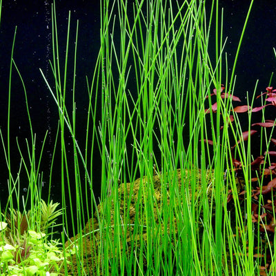 Giant Hairgrass – Easy Aquarium Plant for Backgrounds Aqua Leaf Aquatics