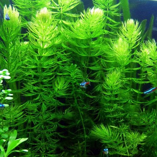 Hornwort Bunch – 5-7 Stems – Easy Aquatic Plant Aqua Leaf Aquatics