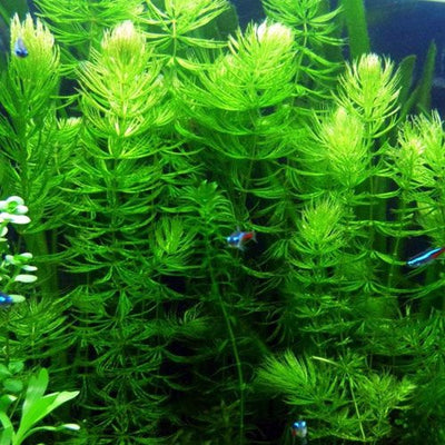 Hornwort Bunch – 5-7 Stems – Easy Aquatic Plant Aqua Leaf Aquatics