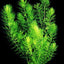 Hornwort Bunch – 5-7 Stems – Easy Aquatic Plant Aqua Leaf Aquatics