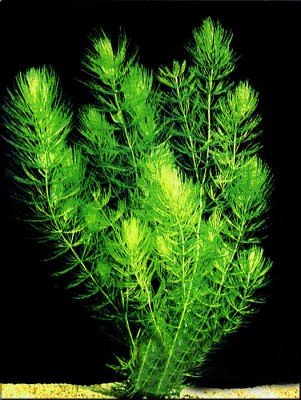 Hornwort Bunch – 5-7 Stems – Easy Aquatic Plant Aqua Leaf Aquatics