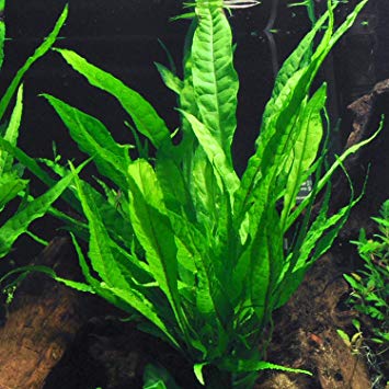 6 Species Aquarium Plants Bundle – Java Fern, Hornwort, Amazon Sword, Moneywort, Ludwigia and Cryptocoryne Aqua Leaf Aquatics