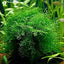 Javas Moss – Vesicularia Dubyana in 4oz cups Aqua Leaf Aquatics