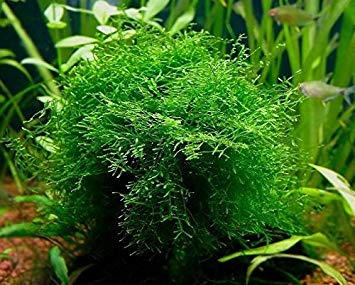 Javas Moss – Vesicularia Dubyana in 4oz cups Aqua Leaf Aquatics