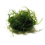 Javas Moss – Vesicularia Dubyana in 4oz cups Aqua Leaf Aquatics
