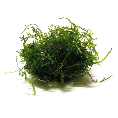 Javas Moss – Vesicularia Dubyana in 4oz cups Aqua Leaf Aquatics