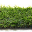Javas Moss Mat – Vesicularia Dubyana on Mat Aqua Leaf Aquatics