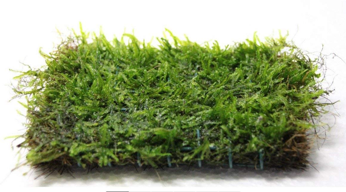 Javas Moss Mat – Vesicularia Dubyana on Mat Aqua Leaf Aquatics