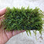 Javas Moss Mat – Vesicularia Dubyana on Mat Aqua Leaf Aquatics
