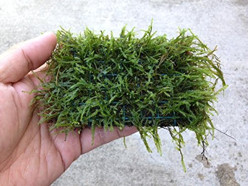 Javas Moss Mat – Vesicularia Dubyana on Mat Aqua Leaf Aquatics