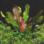 Florida 10 Species Live Aquarium Plants Bundle Aqua Leaf Aquatics