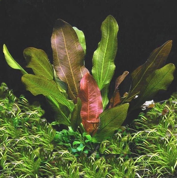 Florida 10 Species Live Aquarium Plants Bundle Aqua Leaf Aquatics