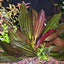 Florida 10 Species Live Aquarium Plants Bundle Aqua Leaf Aquatics