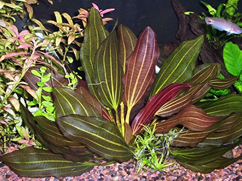 Florida 10 Species Live Aquarium Plants Bundle Aqua Leaf Aquatics