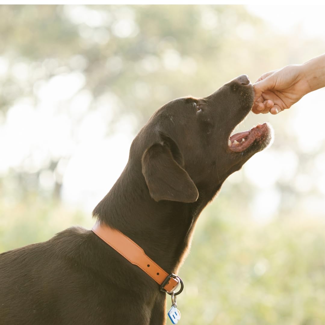 Quail Crunch Bites: Gourmet Dehydrated Dog Treats with Quail Meat & Shells | Premium Healthy Dog Treats for Training | Organic Ingredients for a Happy Palate Quailz.com by Undique LLC