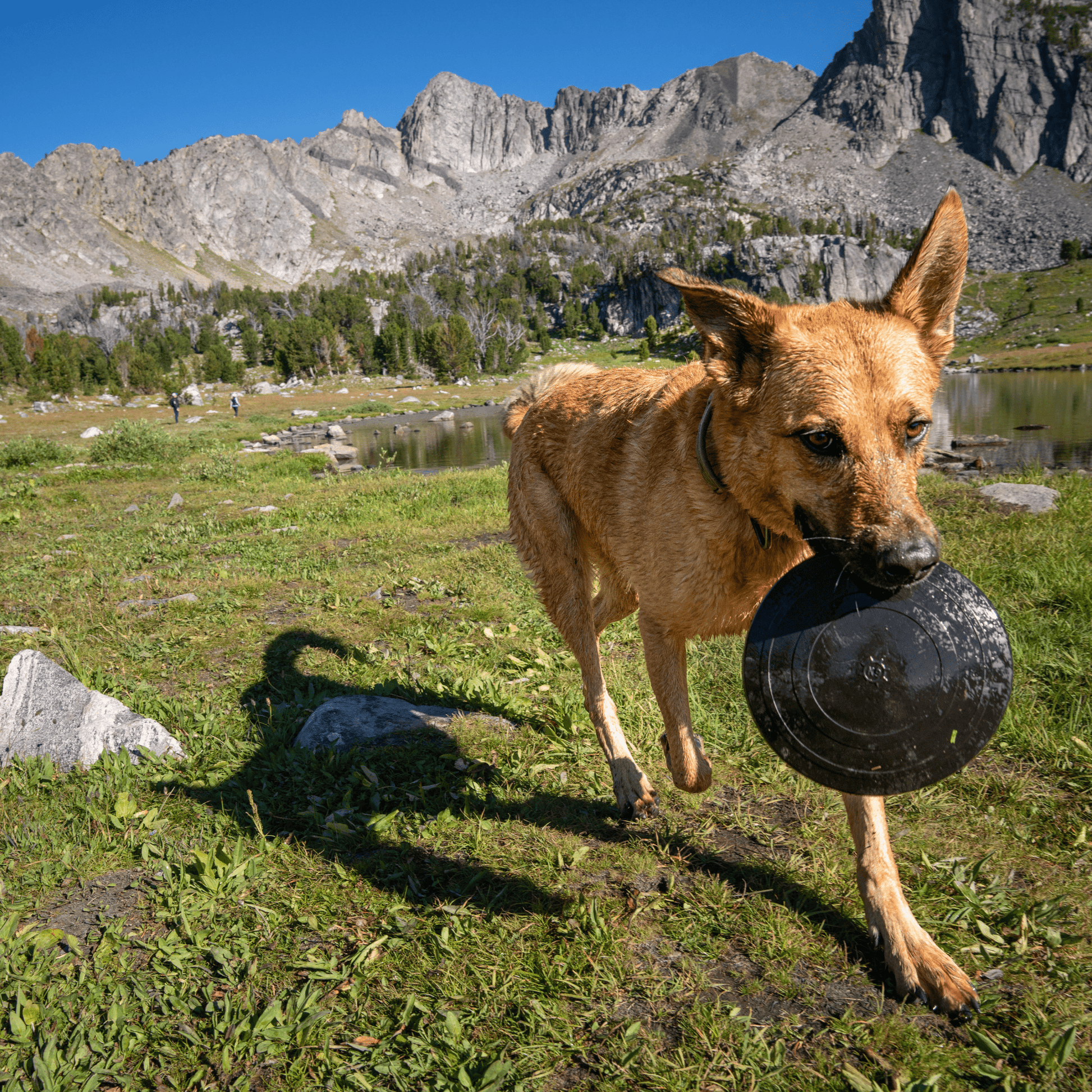 Aero Disc Monster K9 Dog Toys