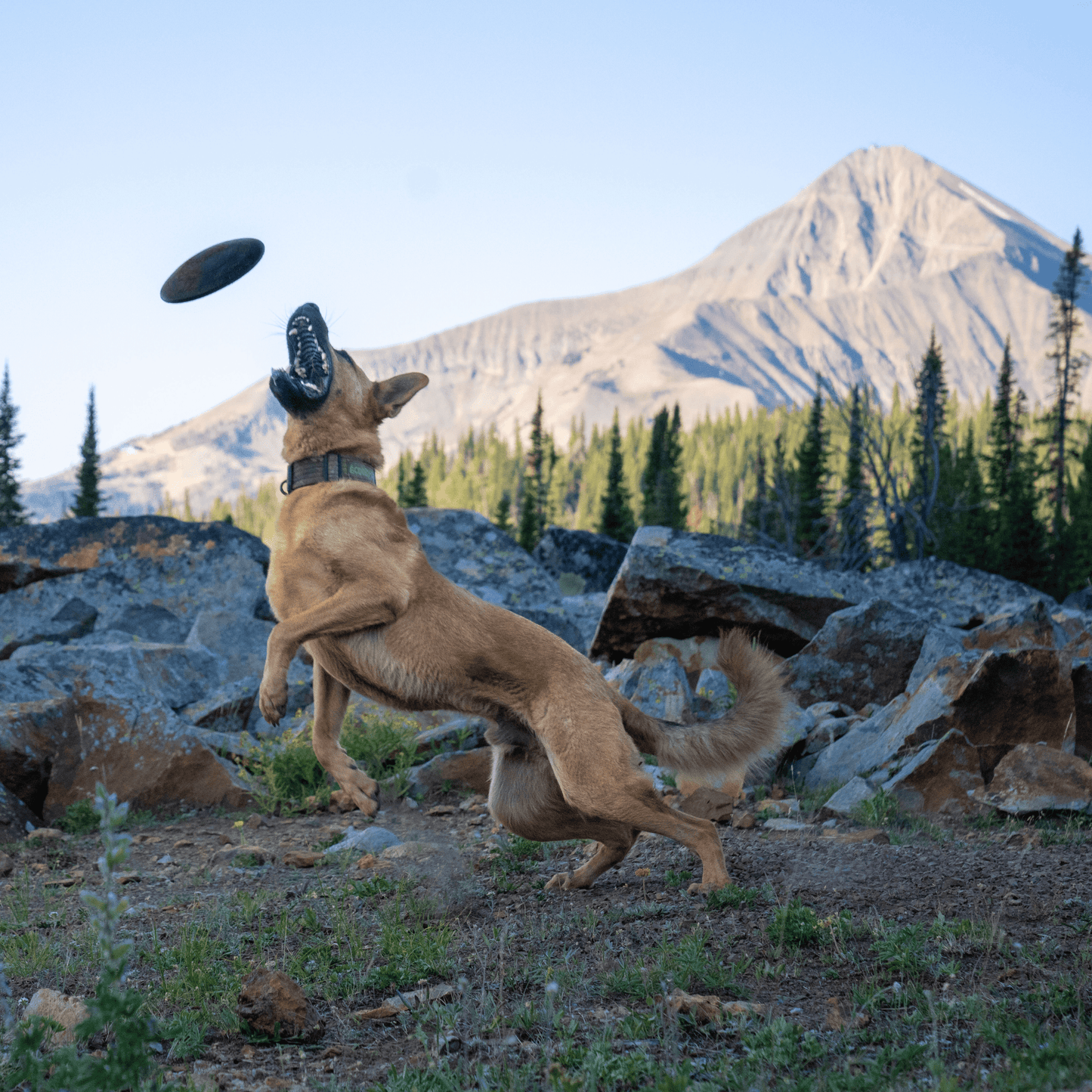 Aero Disc Monster K9 Dog Toys
