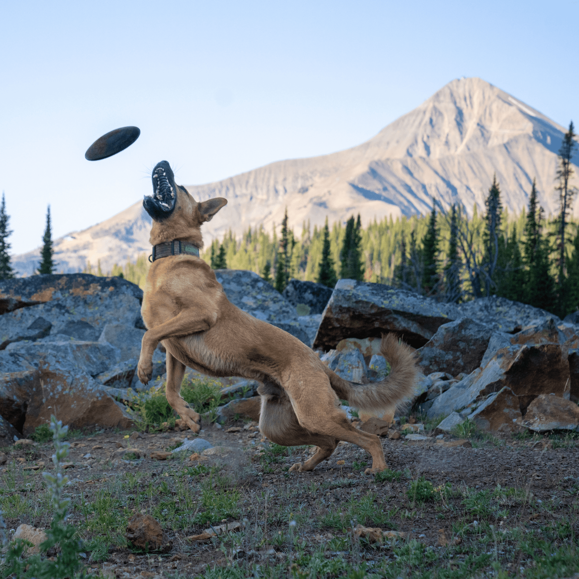 Aero Disc Monster K9 Dog Toys